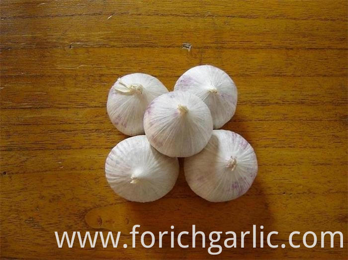 Solo Garlic